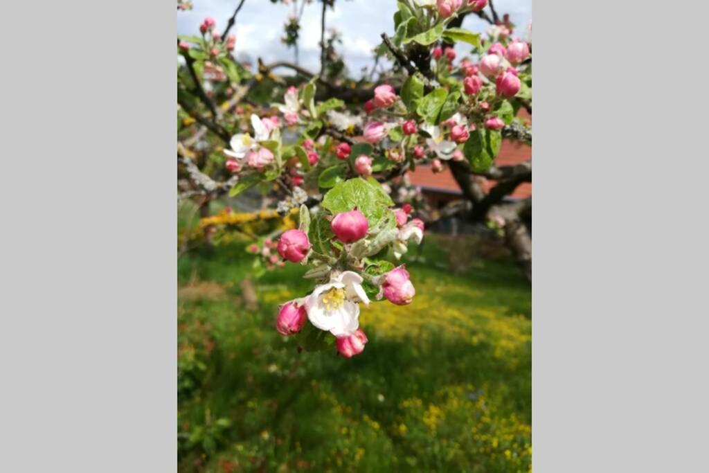 Zum Kuckuck, Wng 2, Urlaub Im Eichsfeld Kallmerode